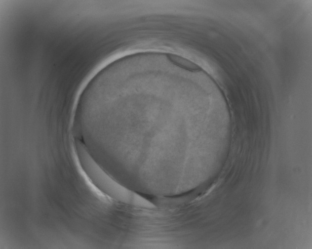 X0000081391536200702090025