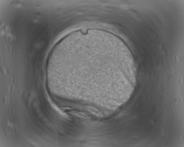 X0000081401515200702090050