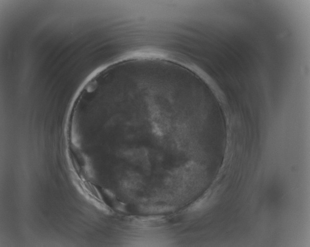 X0000081410864200701121207