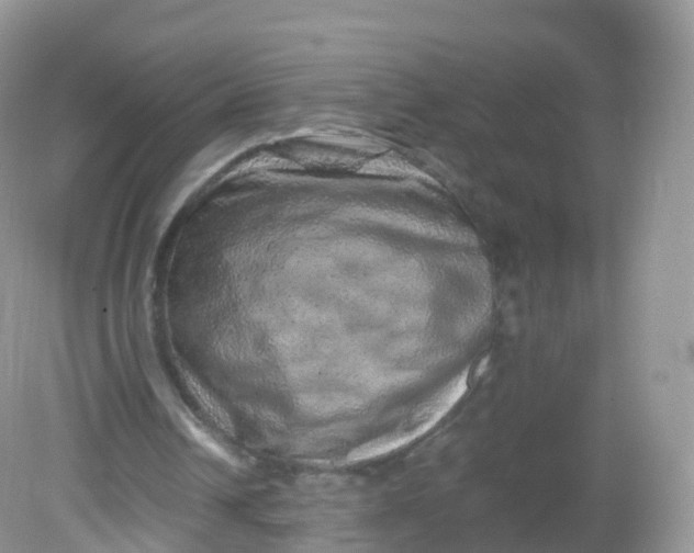 X0000081410242200701261831