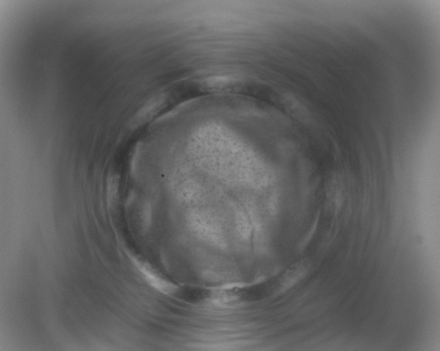 X0000081410278200701261831