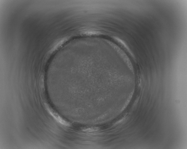 X0000081410447200701261828