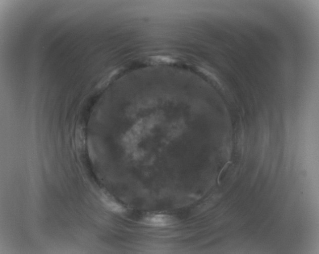 X0000081410467200701261828