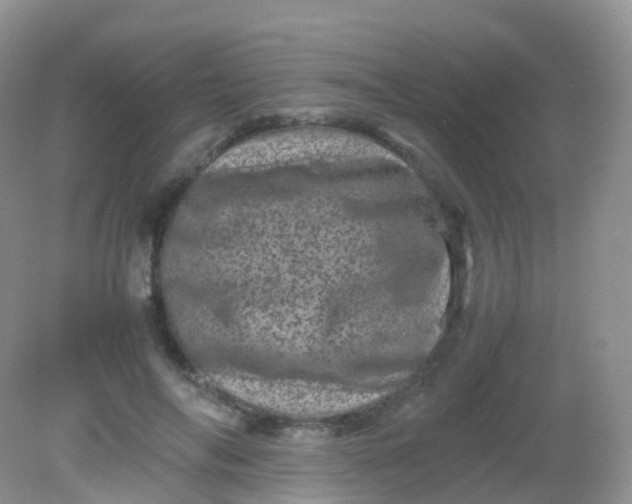 X0000081410694200701261824