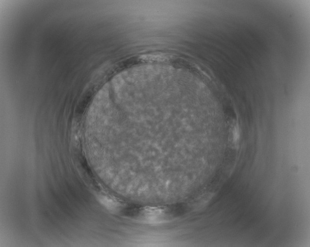 X0000081410701200701261824