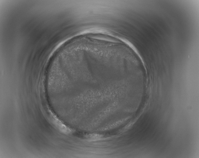 X0000081410783200701261823
