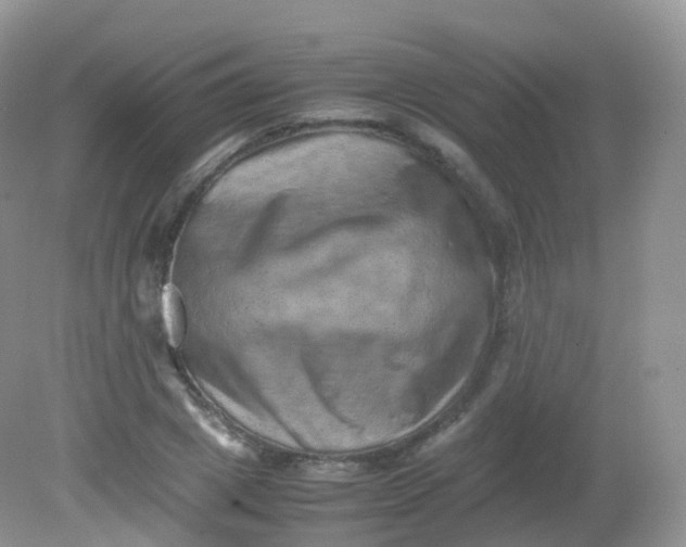 X0000081410833200701261821