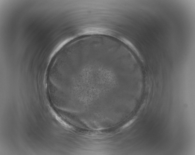 X0000081410885200701261821