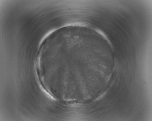 X0000081410952200701261820