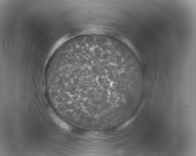 X0000081411075200701261818