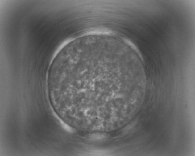 X0000081411103200701261817