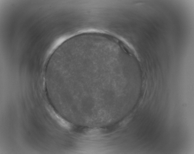 X0000081411367200701261813