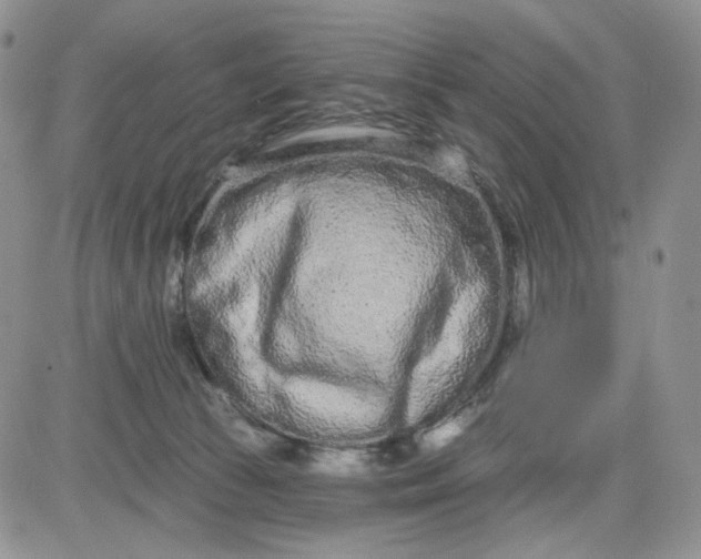 X0000081420177200701261603