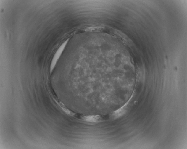 X0000081420191200701261603