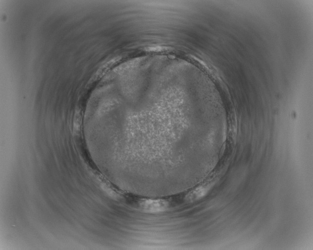 X0000081420277200701261601