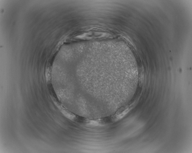 X0000081420285200701261601