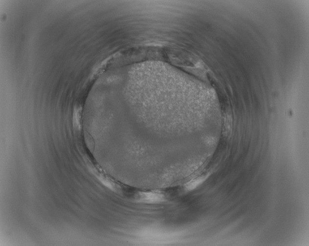 X0000081420286200701261601