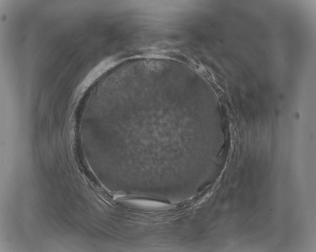 X0000081420295200701261601