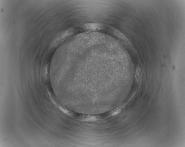 X0000081420330200701261600