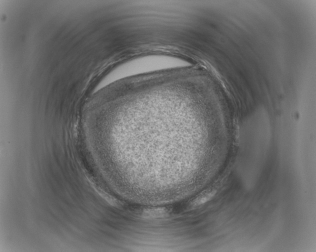 X0000081420357200701261559