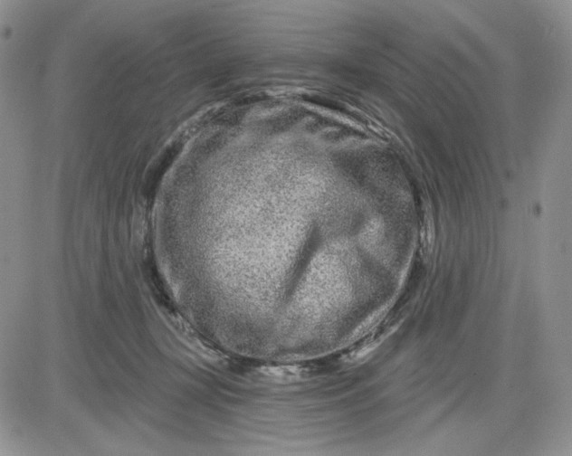 X0000081420367200701261600