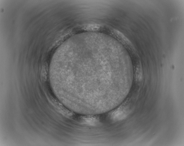 X0000081420370200701261600