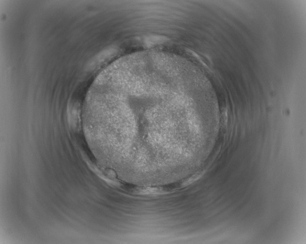 X0000081420527200701261557