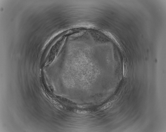 X0000081420531200701261556