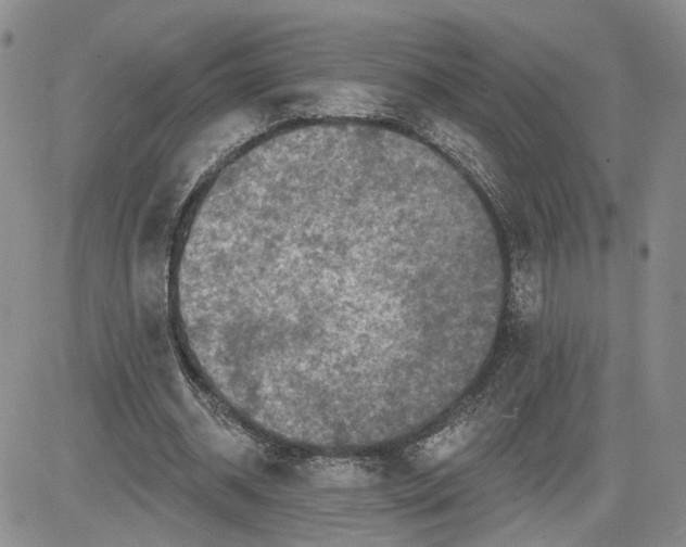 X0000081420534200701261556