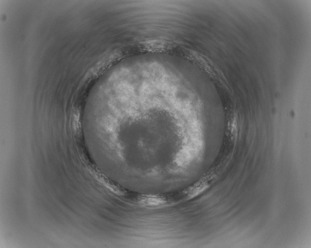 X0000081420610200701261555