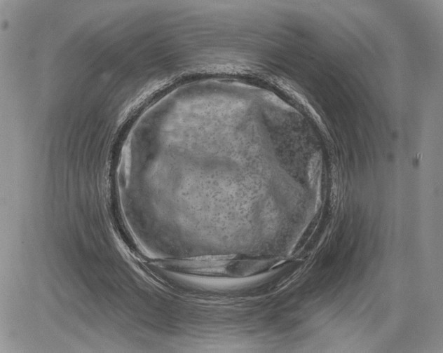 X0000081420677200701261554