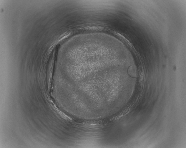 X0000081420729200701261553