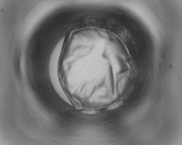 X0000081420765200701261554