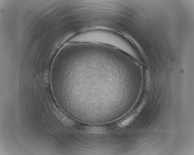 X0000081420785200701261553