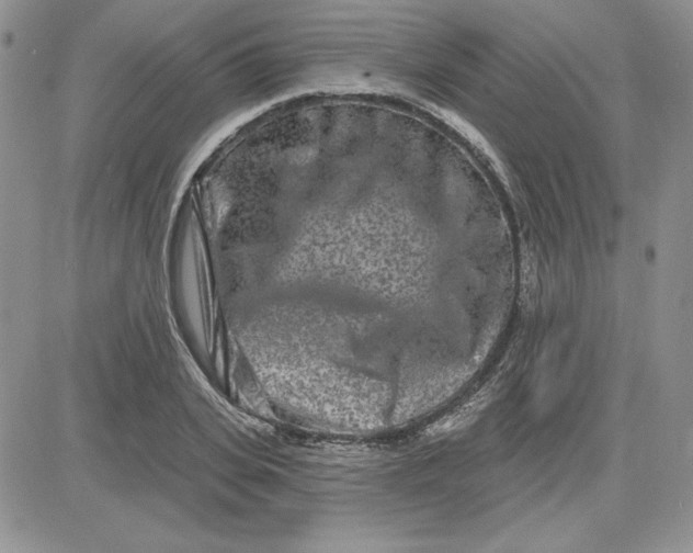 X0000081420935200701261550