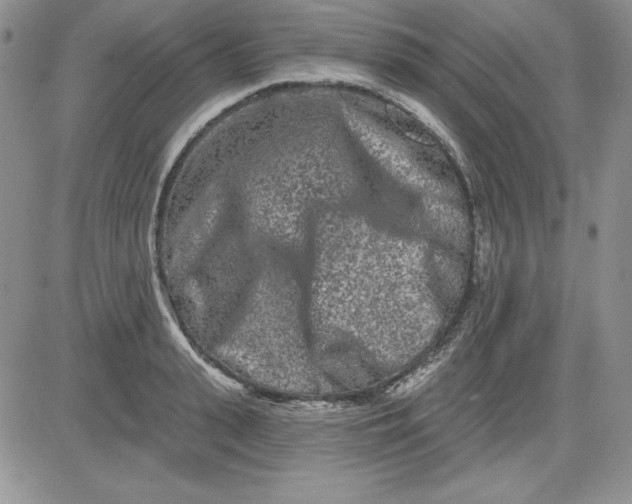 X0000081420943200701261550