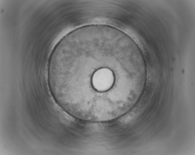 X0000081420950200701261550