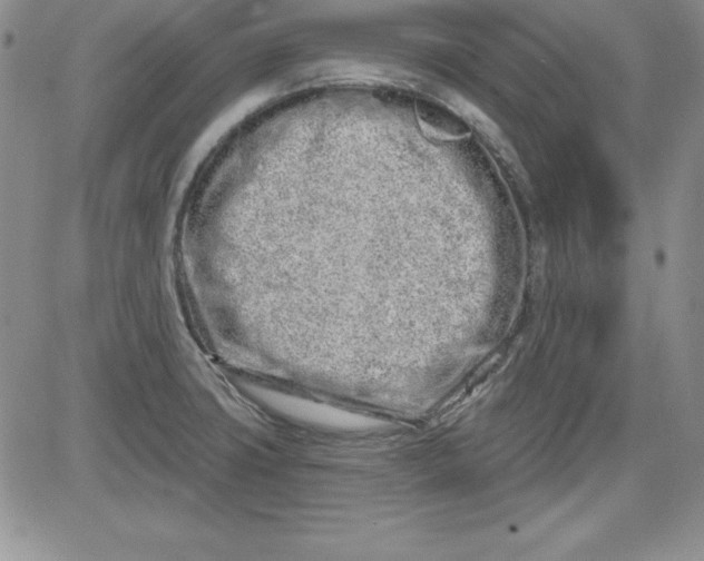 X0000081421427200701261542