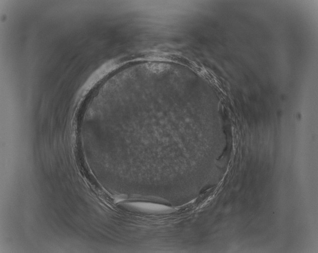 X0000081420295200702021634