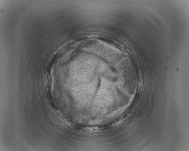 X0000081420367200702021633