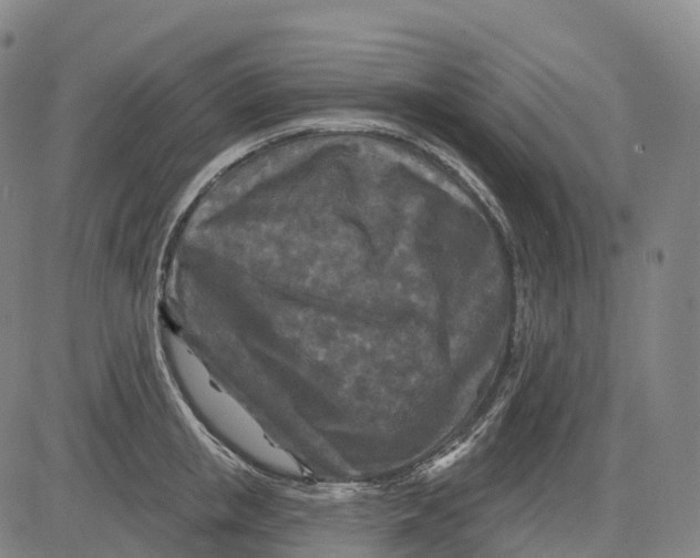 X0000081420853200702021625