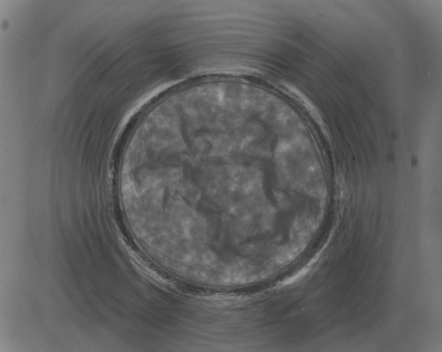 X0000081420779200702092133