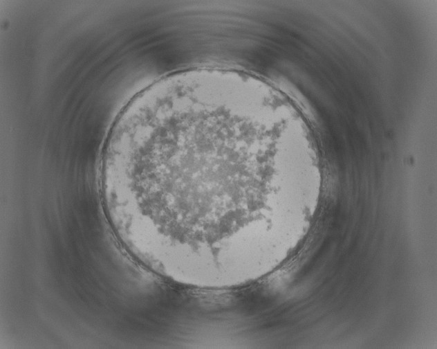 X0000081420856200702092132