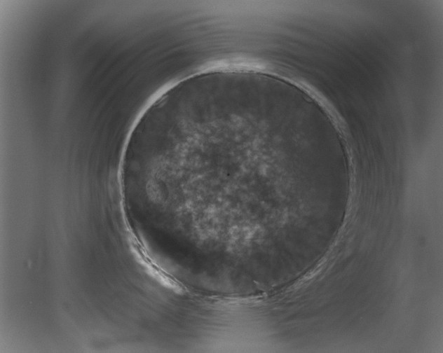 X0000081430864200701121300
