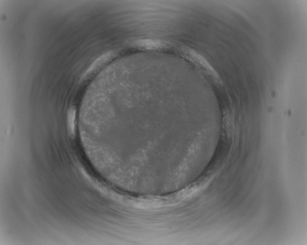 X0000081430024200701261834