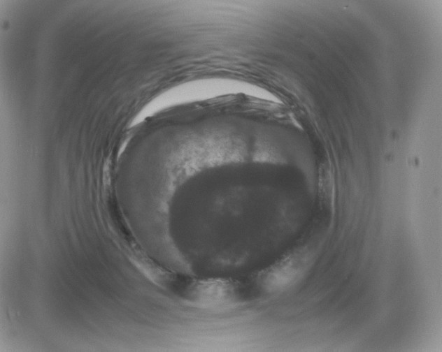 X0000081430127200701261832