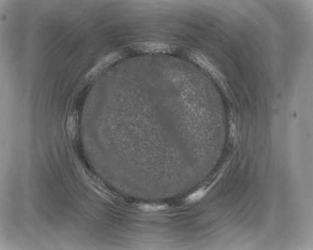 X0000081430165200701261831