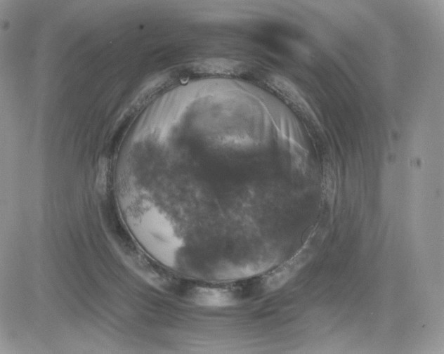 X0000081430167200701261831