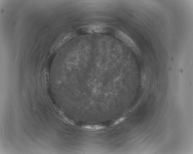 X0000081430169200701261831