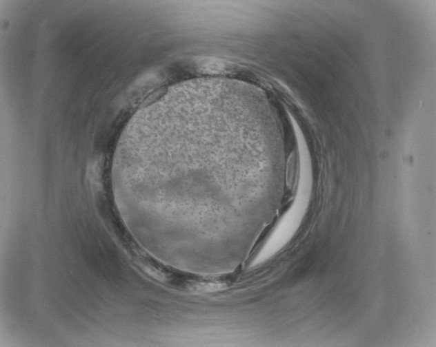 X0000081430217200701261831